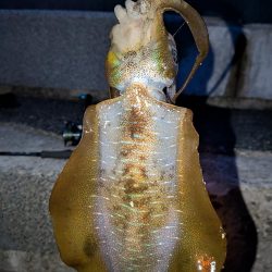 9月にしては大きめ